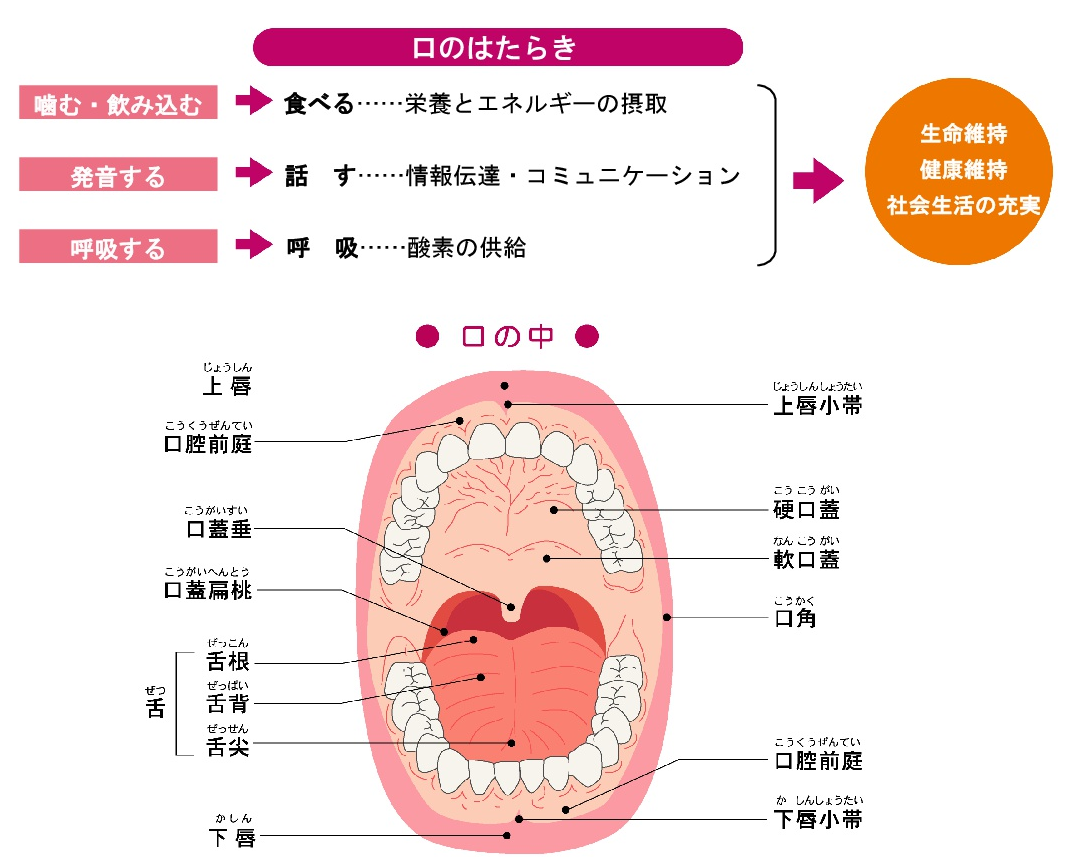 口腔内の構造図 _ 口の中の構造と名称 – KDBLE
